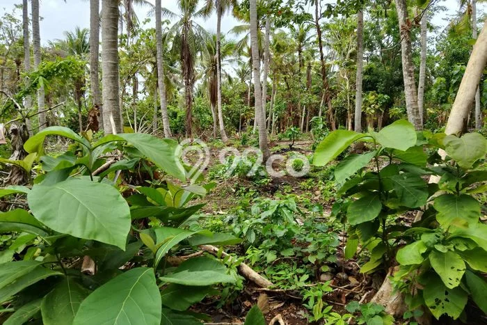 Tanah Dijual Lokasi Karimunjawa, Jepara Luas 16m2 Legalitas Aman Tanah Dijual Lokasi Karimunjawa, Jepara Luas 16m2 Legalitas Aman