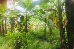 Kavling Tanah Dijual di Sukamakmur Bogor Spesifikasi 579m2 Kavling Tanah Dijual di Sukamakmur Bogor Spesifikasi 579m2