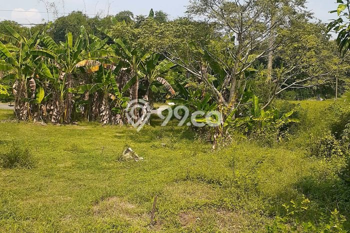 Tanah Kawasan Sidoharjo, Luas 25000m2m², Akses Sidoharjo, Sragen, Sragen Tanah Kawasan Sidoharjo, Luas 25000m2m², Akses Sidoharjo, Sragen, Sragen