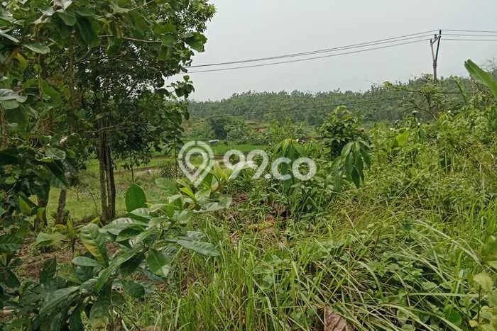 Tanah Kavling untuk Dijual di Cijambe Subang 3560m2 Tanah Kavling untuk Dijual di Cijambe Subang 3560m2