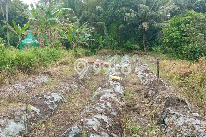 Lahan untuk Dijual Lokasi Sleman, Sleman Luas 992m2 SHM Lahan untuk Dijual Lokasi Sleman, Sleman Luas 992m2 SHM