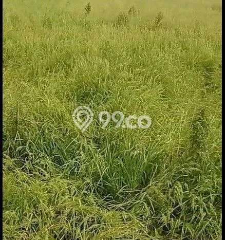 Tanah Komersial Dijual di Bojonegoro Bojonegoro 3587m2 Tanah Komersial Dijual di Bojonegoro Bojonegoro 3587m2