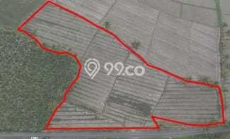 Lahan Dijual Lokasi Pujer, Bondowoso dengan Luas Tanah 10983m2 dan Status SHM Lahan Dijual Lokasi Pujer, Bondowoso dengan Luas Tanah 10983m2 dan Status SHM
