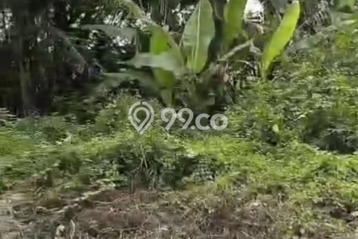 Kavling Tanah di Ngawi Dijual Luas 5200m2 Legalitas SHM Kavling Tanah di Ngawi Dijual Luas 5200m2 Legalitas SHM
