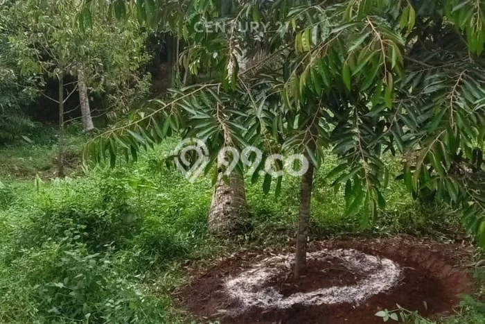 Untuk Dijual Tanah di Saketi Pandeglang Luas 16000m2 SHM Untuk Dijual Tanah di Saketi Pandeglang Luas 16000m2 SHM