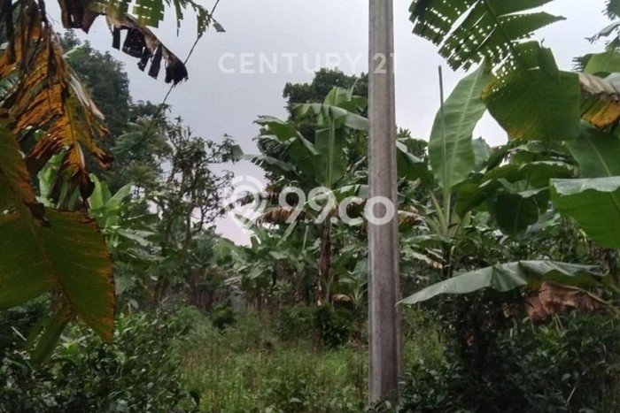 Untuk Dijual Tanah di Cugenang Cianjur Luas 3244m2 SHM Untuk Dijual Tanah di Cugenang Cianjur Luas 3244m2 SHM