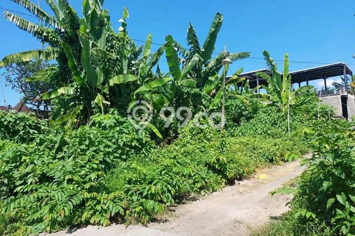 Jarang Ada! Tanah Kavling Disewakan di Denpasar 300m2 Jarang Ada! Tanah Kavling Disewakan di Denpasar 300m2