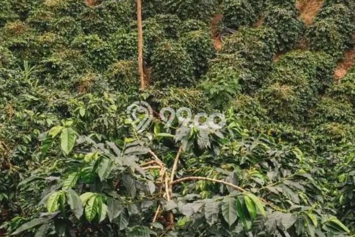 Tanah untuk Dijual di Pangalengan Bandung Luas 3982m2 Tanah untuk Dijual di Pangalengan Bandung Luas 3982m2