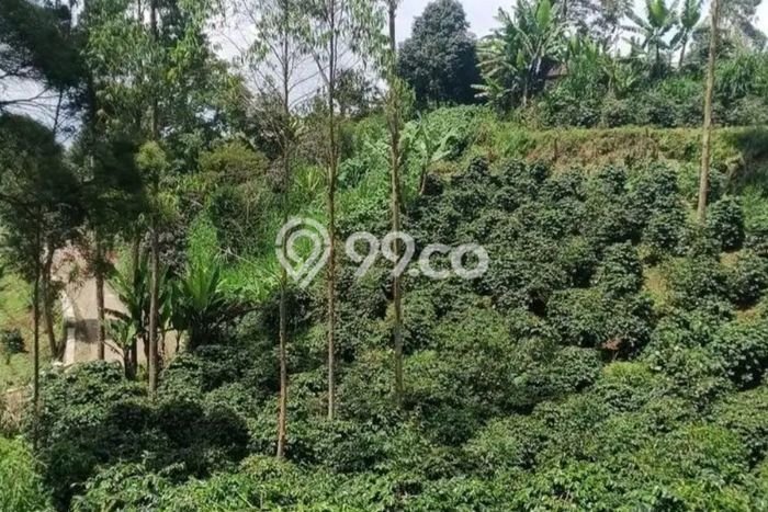 Tanah untuk Dijual di Pangalengan Bandung Luas 3982m2 Tanah untuk Dijual di Pangalengan Bandung Luas 3982m2
