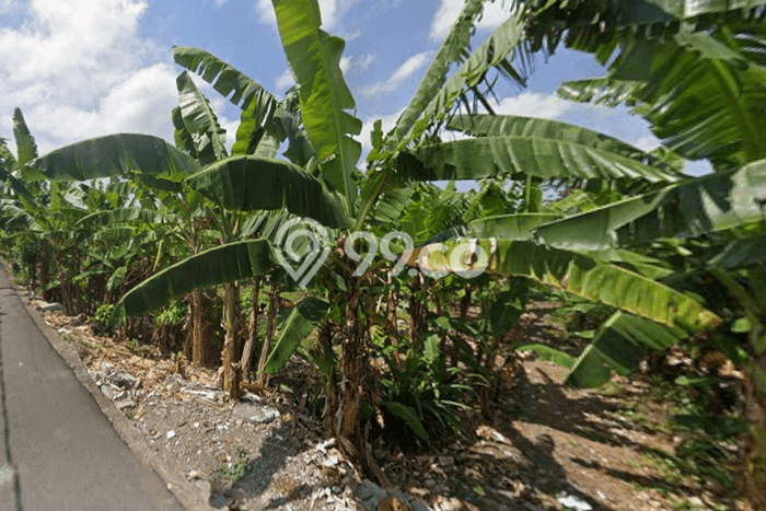 Kavling Tanah untuk Disewa di canggu Lahan Luas 600m2 Kavling Tanah untuk Disewa di canggu Lahan Luas 600m2