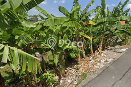 Kavling Tanah untuk Disewa di canggu Lahan Luas 600m2 Kavling Tanah untuk Disewa di canggu Lahan Luas 600m2