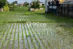 Tanah Dijual Lokasi Strategis di Badung dengan Luas 1000m2 Tanah Dijual Lokasi Strategis di Badung dengan Luas 1000m2