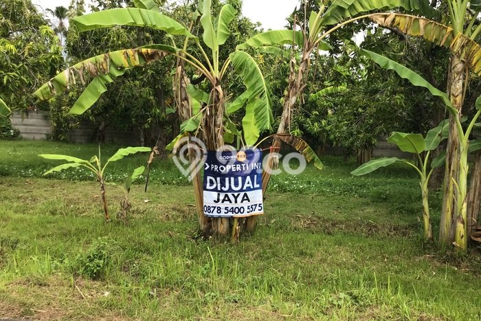 Lahan untuk Dijual Lokasi Buleleng, Buleleng Luas 1500m2 SHM Lahan untuk Dijual Lokasi Buleleng, Buleleng Luas 1500m2 SHM