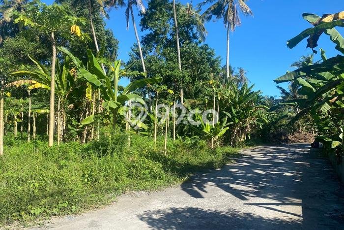 Disewakan Tanah di Saba Gianyar Seluas 1200m2 Disewakan Tanah di Saba Gianyar Seluas 1200m2