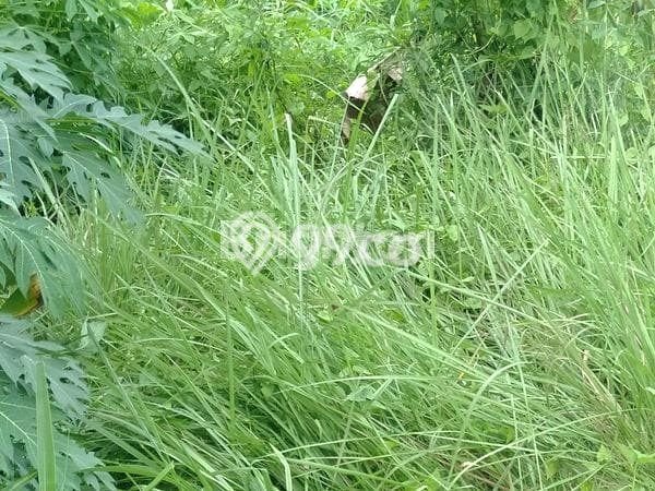 Tanah Potensial Kawasan Keramas, Luas 250m², Akses Mudah Tanah Potensial Kawasan Keramas, Luas 250m², Akses Mudah