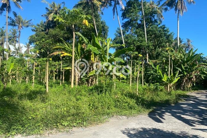 Disewakan Tanah di Saba Gianyar Seluas 1200m2 Disewakan Tanah di Saba Gianyar Seluas 1200m2