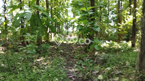 Tanah Strategis Dijual di Patebon Kendal 3750m2 Tanah Strategis Dijual di Patebon Kendal 3750m2
