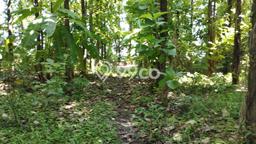 Untuk Dijual Tanah 3750m2 di Kendal, Kendal Untuk Dijual Tanah 3750m2 di Kendal, Kendal