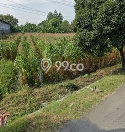 Tanah Disewa Strategis di Kendal Luas 6000m2 Tanah Disewa Strategis di Kendal Luas 6000m2