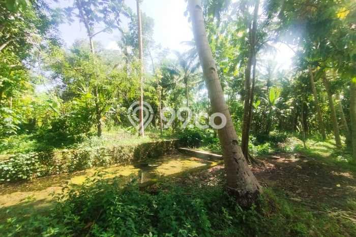 Dijual Tanah Lokasi Kulonprogo, Yogyakarta Seluas 1662m2 Dijual Tanah Lokasi Kulonprogo, Yogyakarta Seluas 1662m2