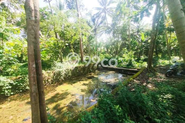 Dijual Tanah Lokasi Kulonprogo, Yogyakarta Seluas 1662m2 Dijual Tanah Lokasi Kulonprogo, Yogyakarta Seluas 1662m2