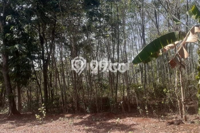 Dijual Tanah 7710m2 di Karang Anyar, Surakarta Dijual Tanah 7710m2 di Karang Anyar, Surakarta