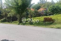Kavling Tanah untuk Dijual di Kutuh, Badung, Luas 544m2 Kavling Tanah untuk Dijual di Kutuh, Badung, Luas 544m2