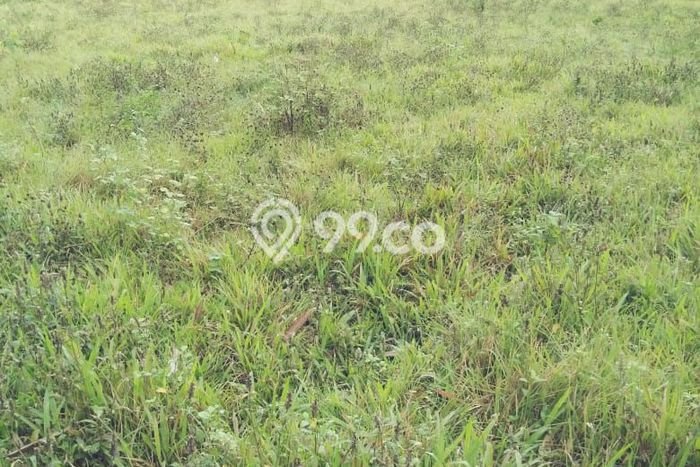 Tanah Dijual Lokasi Tigaraksa, Tangerang dengan Luas Tanah 1988m2 dan Status SHM Tanah Dijual Lokasi Tigaraksa, Tangerang dengan Luas Tanah 1988m2 dan Status SHM