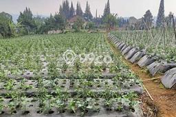 Tanah Kavling Dijual di Bandung dengan Spesifikasi 2220m2 Tanah Kavling Dijual di Bandung dengan Spesifikasi 2220m2