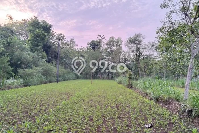 HARGA MENARIK! Tanah Kawasan Semanu, Luas 966m2m², Lokasi Potensial, Bebas Banjir HARGA MENARIK! Tanah Kawasan Semanu, Luas 966m2m², Lokasi Potensial, Bebas Banjir