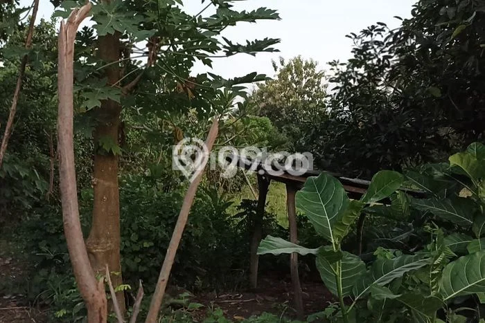 Dijual Tanah 3200m2 di Singaraja, Buleleng Dijual Tanah 3200m2 di Singaraja, Buleleng