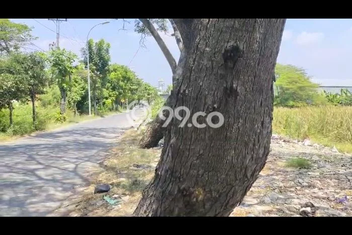 Lahan Dijual Lokasi Tegal Barat, Tegal dengan Luas Tanah 6090m2 dan Status SHM Lahan Dijual Lokasi Tegal Barat, Tegal dengan Luas Tanah 6090m2 dan Status SHM