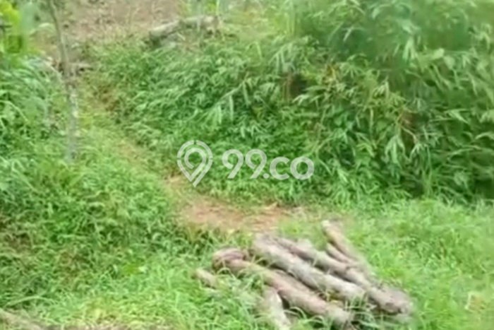 Kavling Tanah Dijual di Bumijawa Tegal Spesifikasi 3006m2 Kavling Tanah Dijual di Bumijawa Tegal Spesifikasi 3006m2