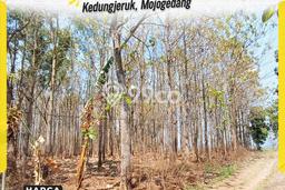 Lahan untuk Dijual Lokasi Mojogedang, Karanganyar Luas 8153m2 SHM Lahan untuk Dijual Lokasi Mojogedang, Karanganyar Luas 8153m2 SHM