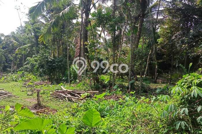 Tanah Dijual Lokasi Sawangan, Magelang Luas 6885m2 Legalitas Aman Tanah Dijual Lokasi Sawangan, Magelang Luas 6885m2 Legalitas Aman