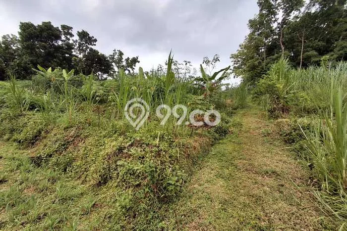 Lahan Investasi Lokasi Matesih Karanganyar SHM Lahan Investasi Lokasi Matesih Karanganyar SHM
