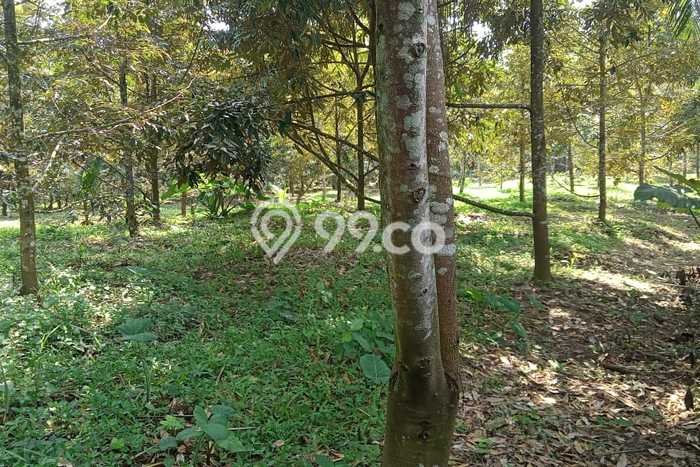 Tanah Dijual Lokasi Sawangan, Magelang Luas 6885m2 Legalitas Aman Tanah Dijual Lokasi Sawangan, Magelang Luas 6885m2 Legalitas Aman