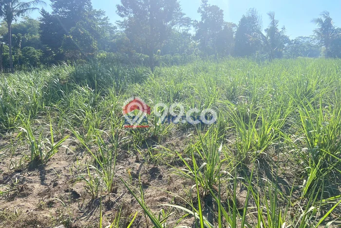 Kavling Tanah Dijual di Ngancar Kediri Spesifikasi 14440m2 Kavling Tanah Dijual di Ngancar Kediri Spesifikasi 14440m2