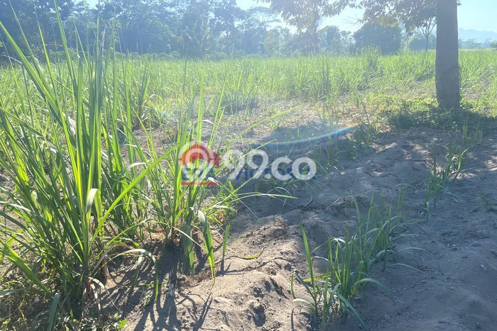 Kavling Tanah Dijual di Ngancar Kediri Spesifikasi 14440m2 Kavling Tanah Dijual di Ngancar Kediri Spesifikasi 14440m2