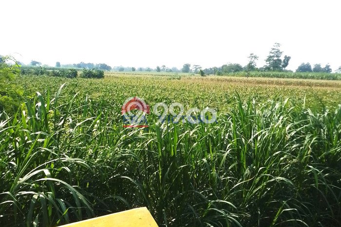 Tanah Kavling untuk Dijual di Pagu Kediri 1512m2 Tanah Kavling untuk Dijual di Pagu Kediri 1512m2