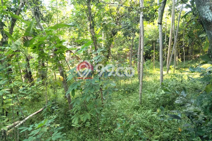 Kavling Tanah Dijual di Mojo Kediri Spesifikasi 2814m2 Kavling Tanah Dijual di Mojo Kediri Spesifikasi 2814m2