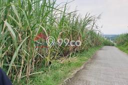 Tanah Kavling untuk Dijual di Wagir Malang 3927m2 Tanah Kavling untuk Dijual di Wagir Malang 3927m2