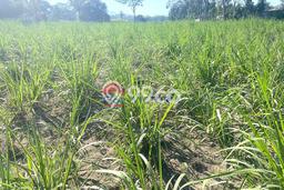 Kavling Tanah Dijual di Ngancar Kediri Spesifikasi 14440m2 Kavling Tanah Dijual di Ngancar Kediri Spesifikasi 14440m2