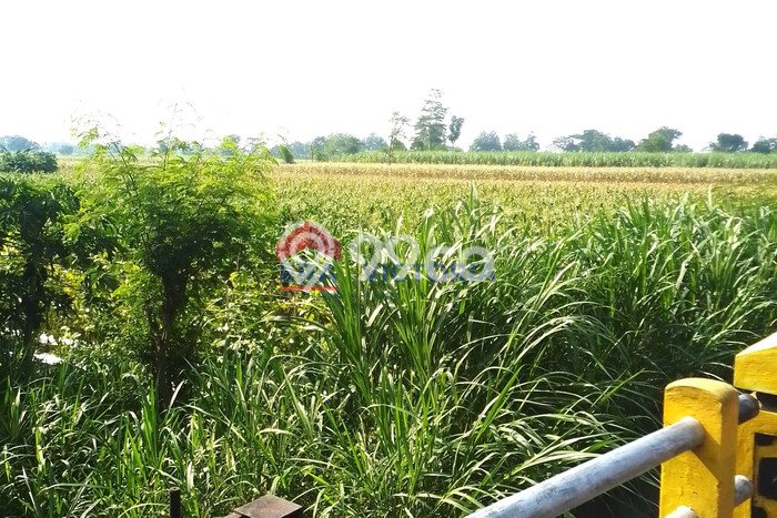 Tanah Kavling untuk Dijual di Pagu Kediri 1512m2 Tanah Kavling untuk Dijual di Pagu Kediri 1512m2