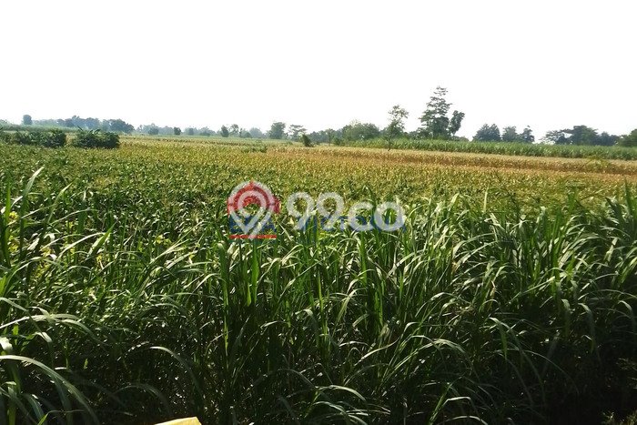 Tanah Kavling untuk Dijual di Pagu Kediri 1512m2 Tanah Kavling untuk Dijual di Pagu Kediri 1512m2