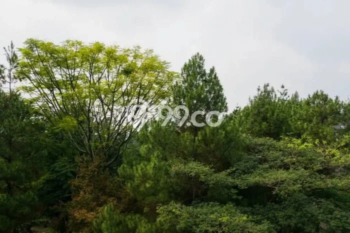 Dijual Tanah Kawasan Resor Dago Pakar, Luas 380m², Akses Mudah Dijual Tanah Kawasan Resor Dago Pakar, Luas 380m², Akses Mudah