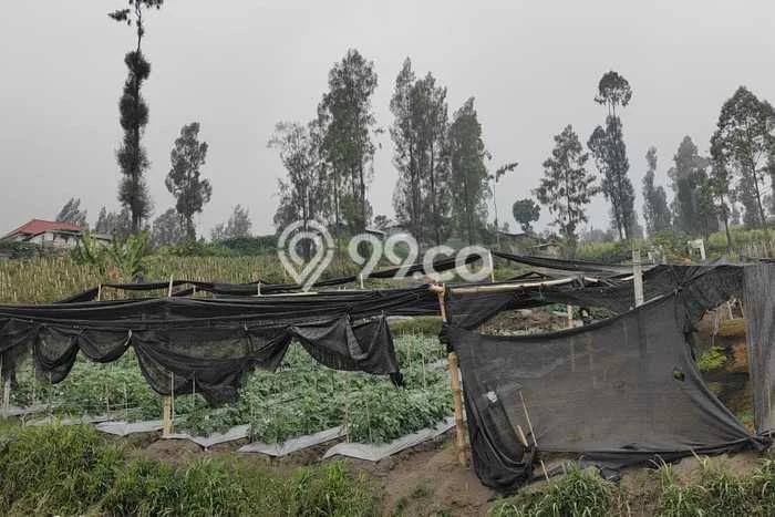 Untuk Dijual Tanah di Probolinggo, Luas 27900m2 - Untuk Dijual Tanah di Probolinggo, Luas 27900m2 -