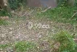 Tanah Dijual Area Strategis di Munggu Badung 200m2 Tanah Dijual Area Strategis di Munggu Badung 200m2
