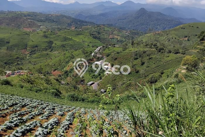 Tanah Dijual Lokasi Pangalengan, Bandung dengan Luas Tanah 100000m2 dan Status SHM Tanah Dijual Lokasi Pangalengan, Bandung dengan Luas Tanah 100000m2 dan Status SHM