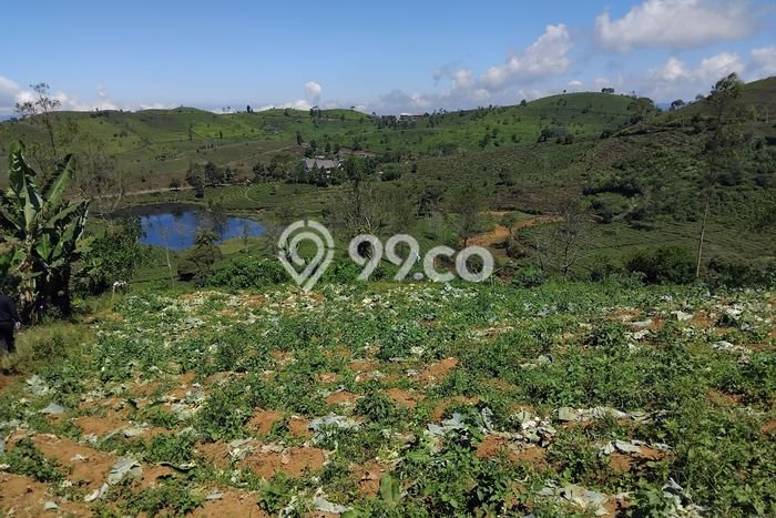 Tanah Dijual Lokasi Pangalengan, Bandung dengan Luas Tanah 100000m2 dan Status SHM Tanah Dijual Lokasi Pangalengan, Bandung dengan Luas Tanah 100000m2 dan Status SHM